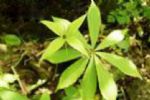  Swainsonia Salsula Extract  